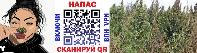 Шишки марихуана Bruce Banner Свободный